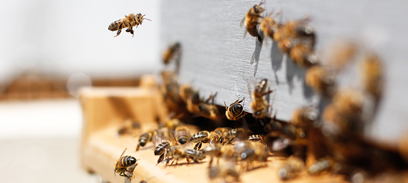 BeeHero Launches 'The Global Million Hives Network' Amid The Global Bee Crisis