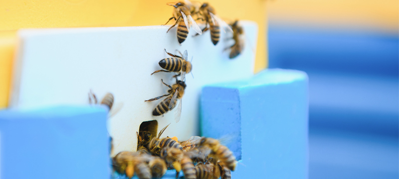 Apiary Master Gets Beekeepers Buzzing with Quectel EG21-Powered Direct to Cell Connectivity